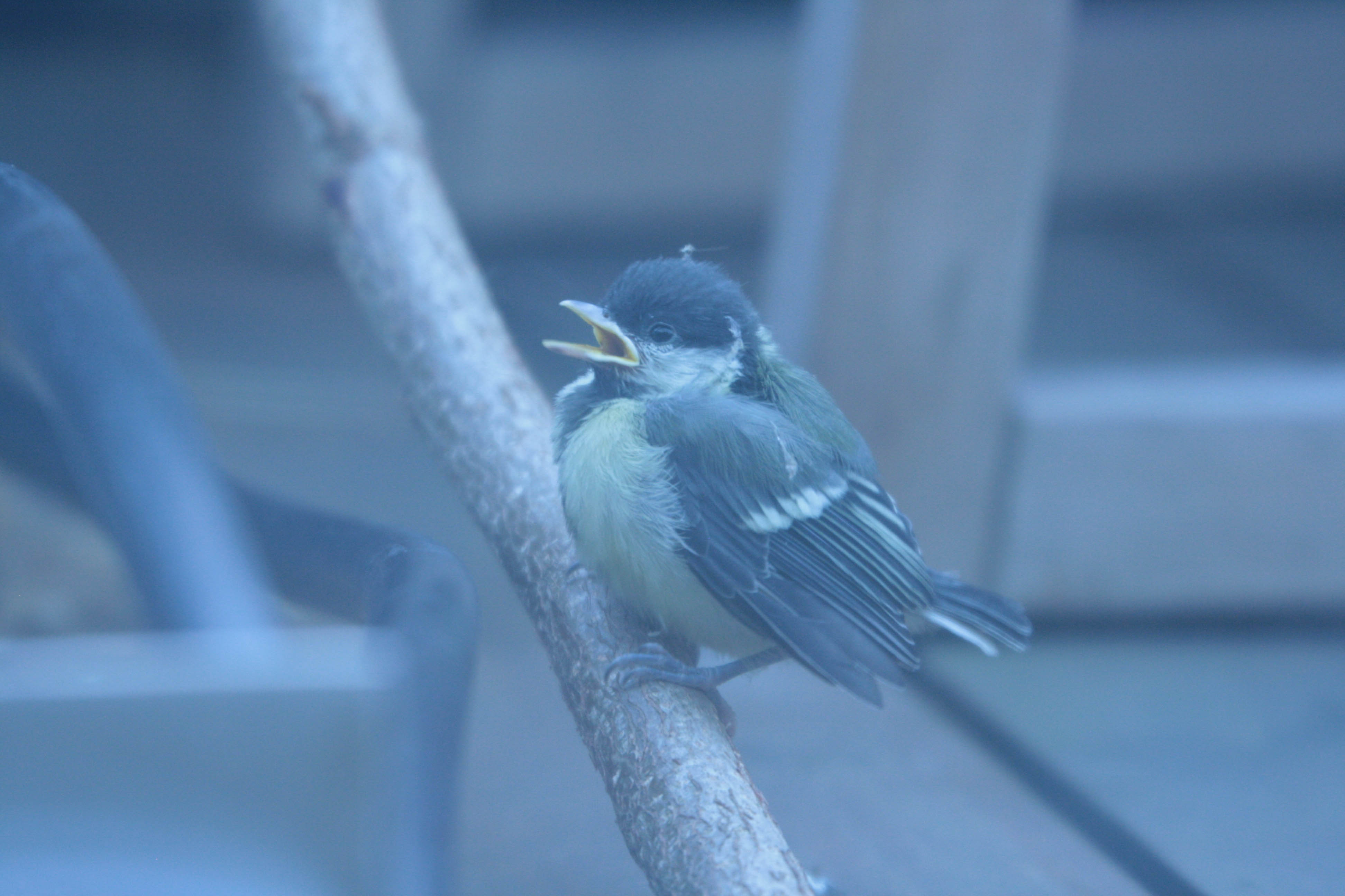 coal tit- chick- calling- photo by justin bere.jpg